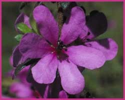 Foto Dog Rose of the Wild Forces