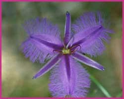 Fringed Violet