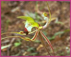 Foto Green Spider Orchid