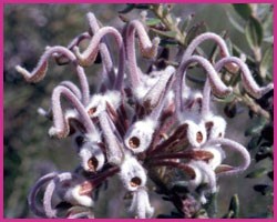 Grey Spider Flower