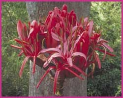 Foto Gymea Lily