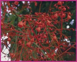 Illawarra Flame Tree