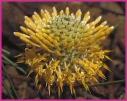 Foto Isopogon