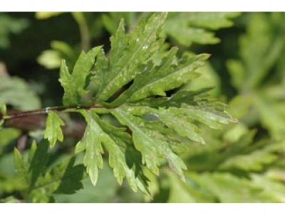 Foto Artemisia vulgaris