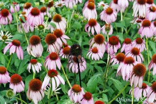 Foto Echinacea