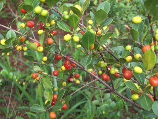 Foto Pedra-ume-ca