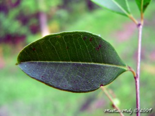 Pedra-ume-ca