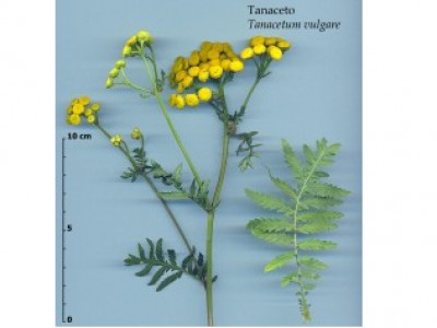 Foto Tanacetum vulgaris