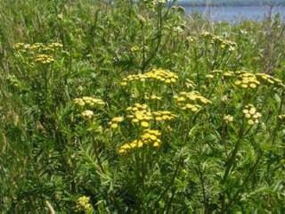 Foto Tanacetum vulgaris