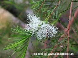 Foto Tea Tree/ Melaleuca (leo essencial)