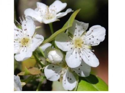 Foto Ma (Floral Saint Germain)