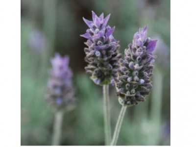 Foto Lavanda de Saint Germain