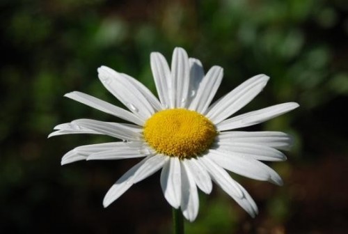 Margarida de Saint Germain