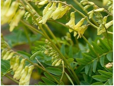 Astragalus