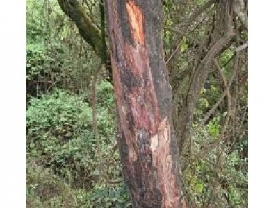 Foto Pygeum africanum 