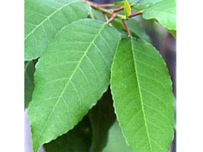 Foto Pygeum africanum 