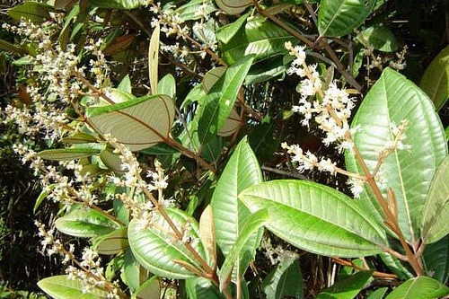 Foto Canela de velho (Miconia albicans)