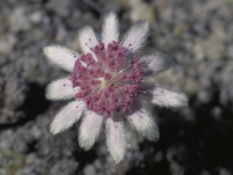 Pink Flannel Flower