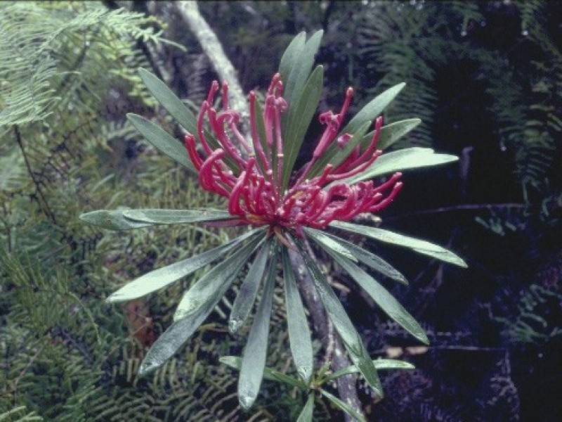 Foto Monga Waratah