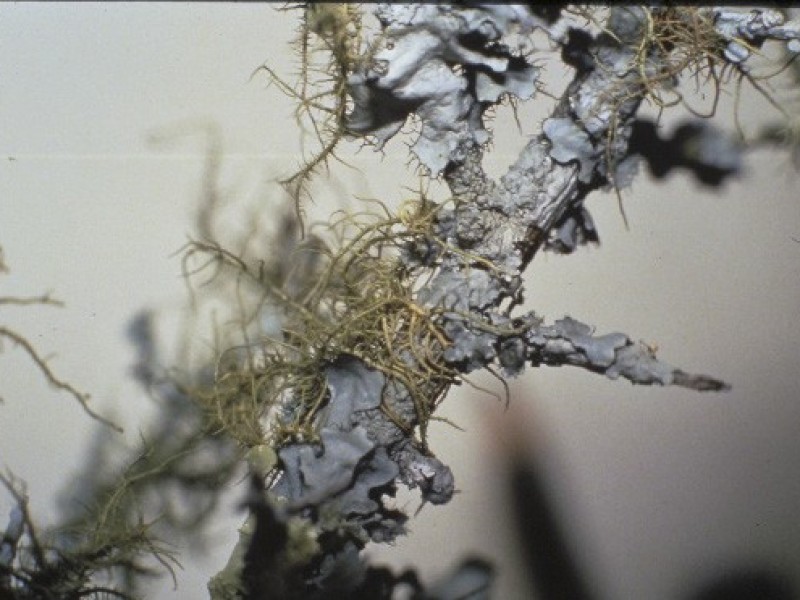 Foto Lichen