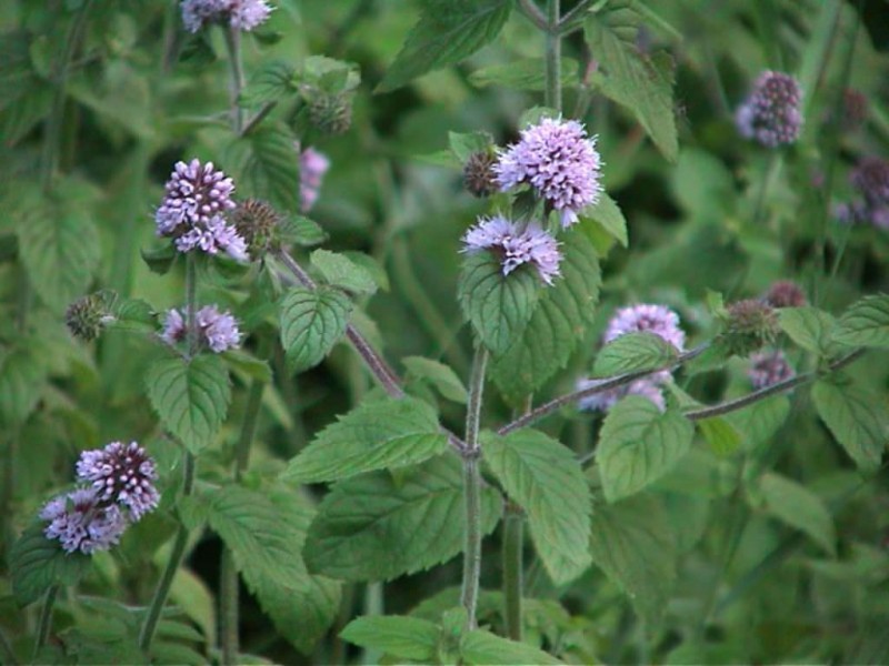 Foto Hortel Mentha arvensis (leo essencial)