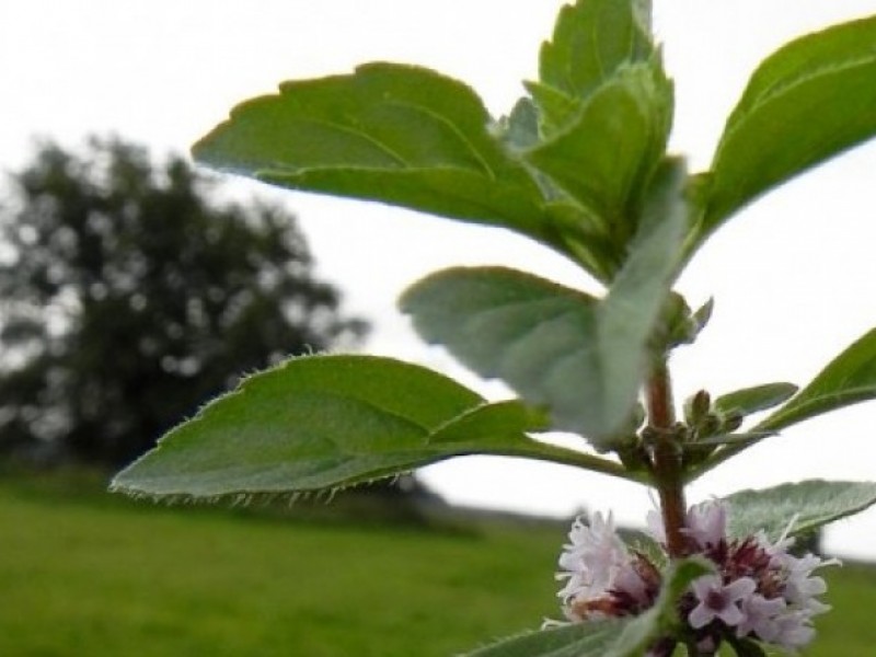 Foto Hortel Mentha arvensis (leo essencial)