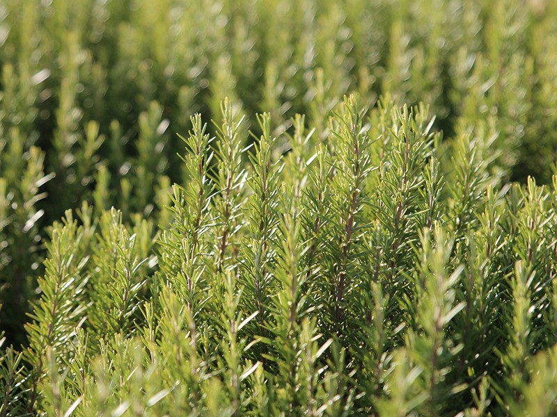 Alecrim (Salvia rosmarinus / Rosmarinus officinalis)