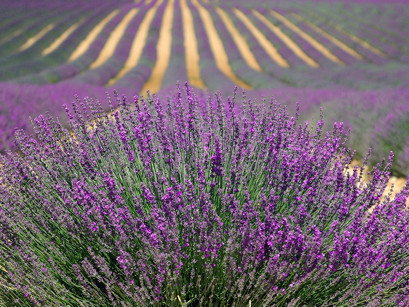 Alfazema (Lavanda) - Tintura Anti-Enxaqueca (Alfazema/Girassol) 60mL