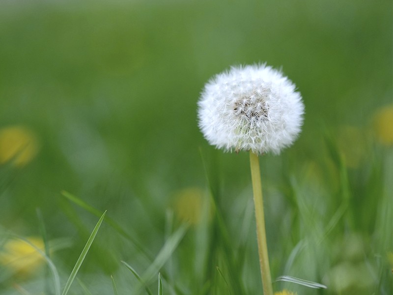 Foto Dente de Leo (Taraxacum officinalis)