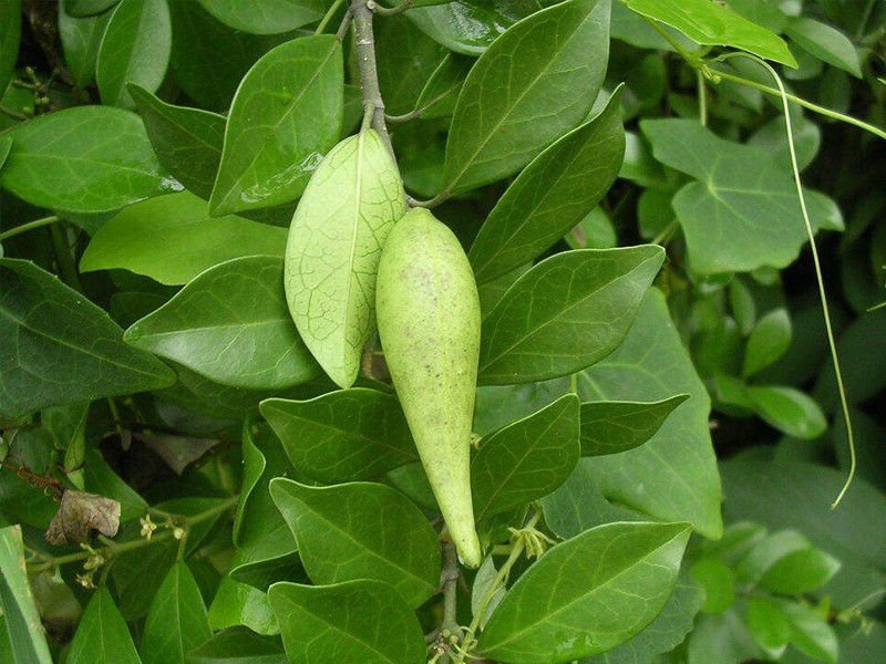 Foto Gimena (Gymnema sylvestris)