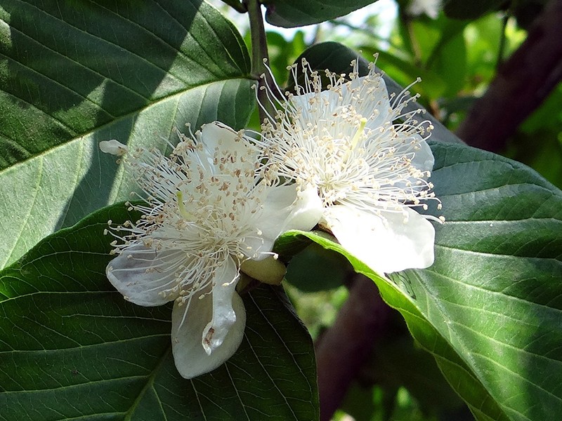 Foto Goiaba (Floral Saint Germain)