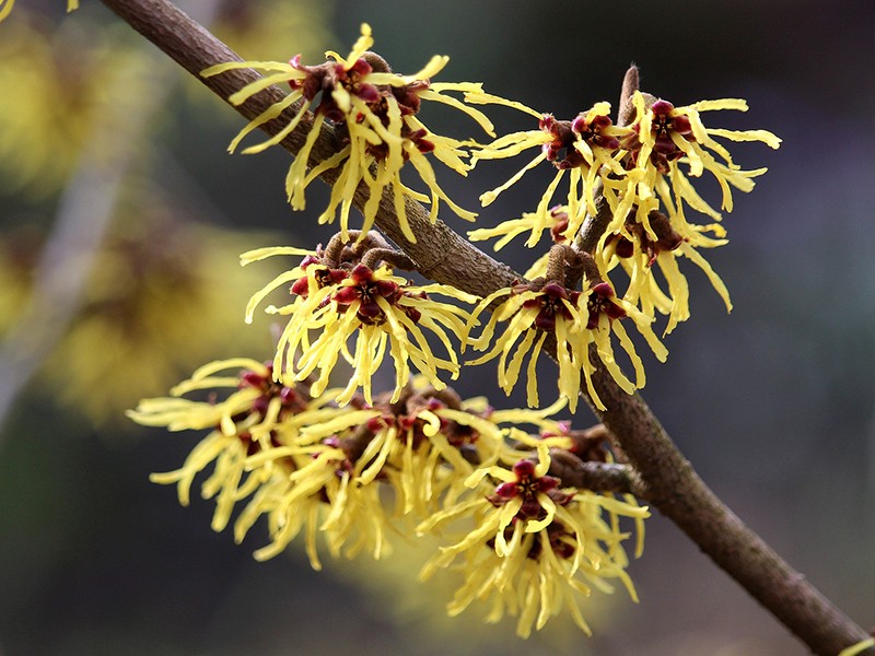 Foto Hamamelis