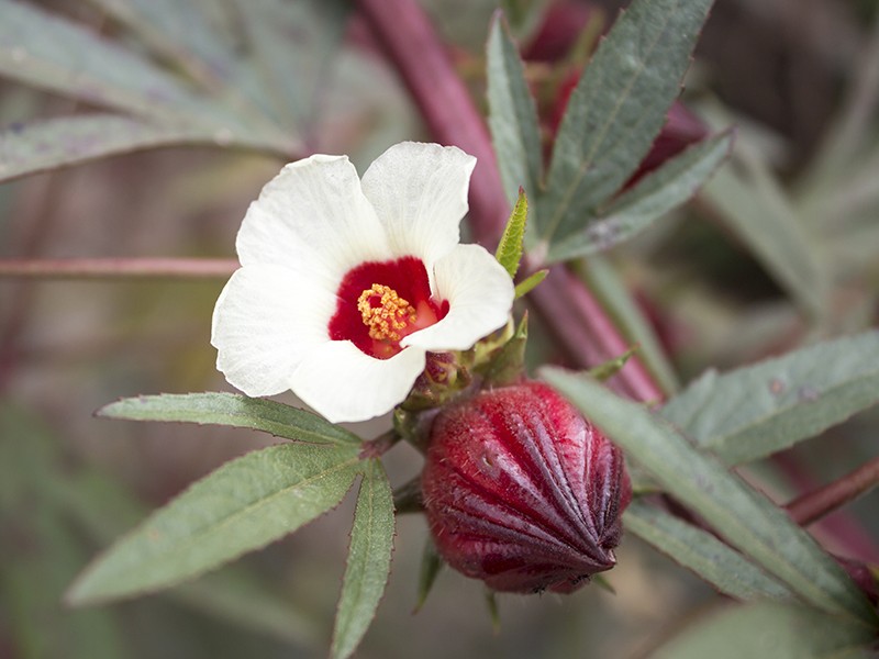 Foto Hibiscus (Hibisco)