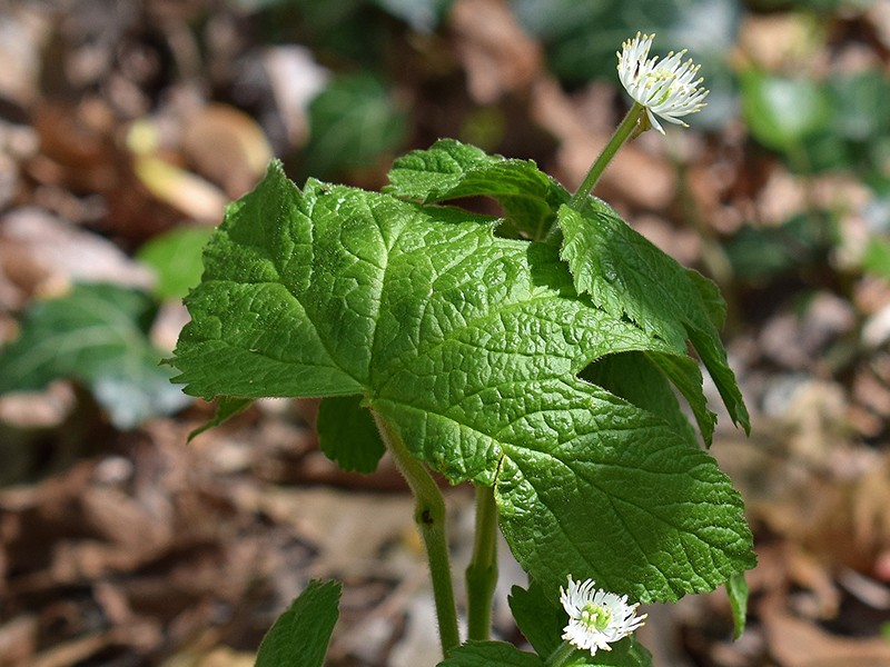 Hydrastis canadensis