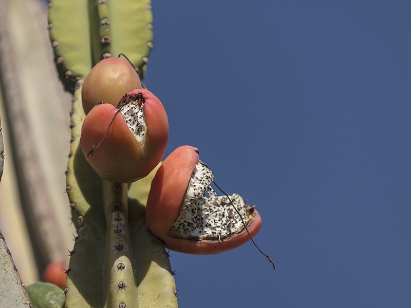 Foto Koubo (Cereus peruvianus)