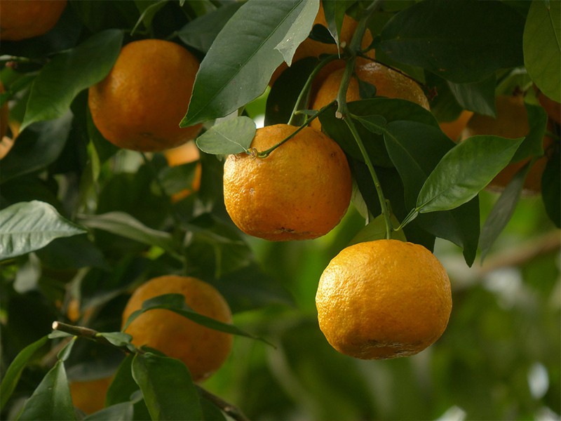 Laranja Amarga (Citrus aurantium)