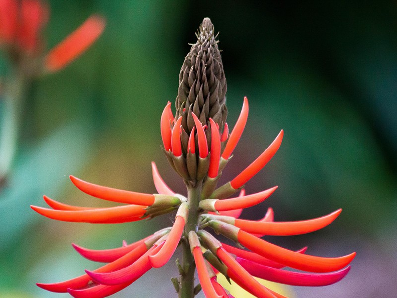 Foto Mulungu (Erythrina mulungu)