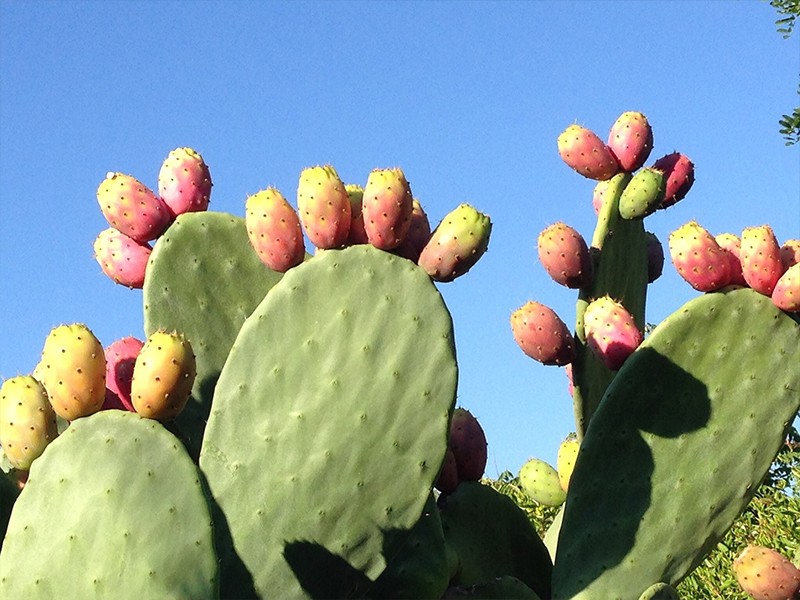 Opuntia ficus indica