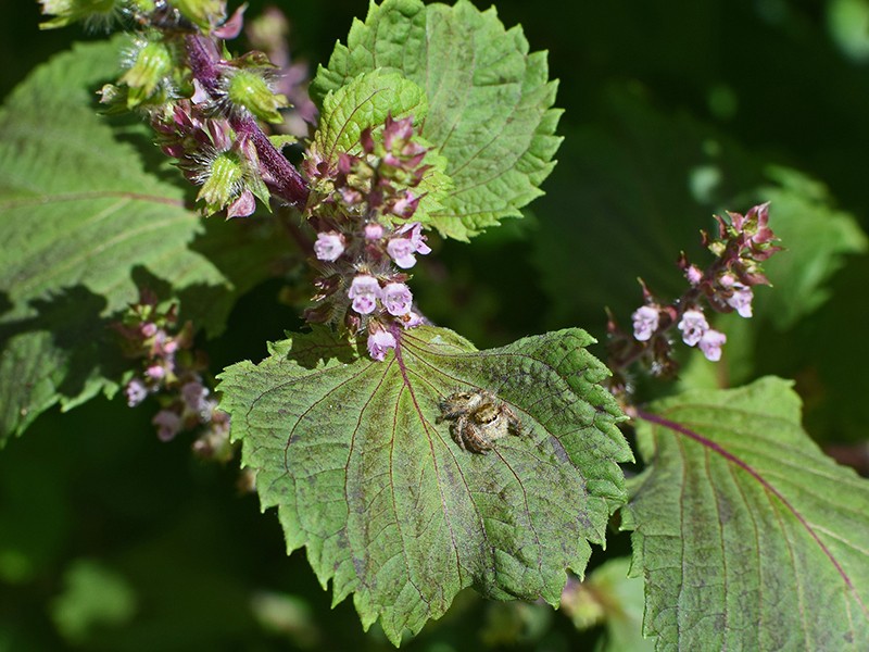 Foto Perilla frutescens/ Lavandulin