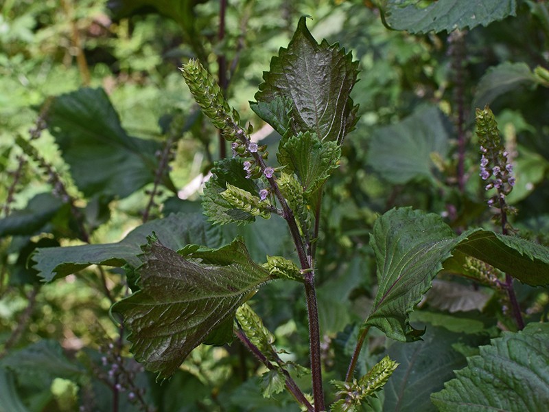 Foto Perilla frutescens/ Lavandulin