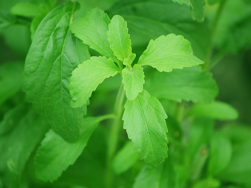 Stevia