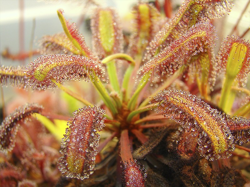 Sundew - Drosera ramentacea (Adipo - Trap)