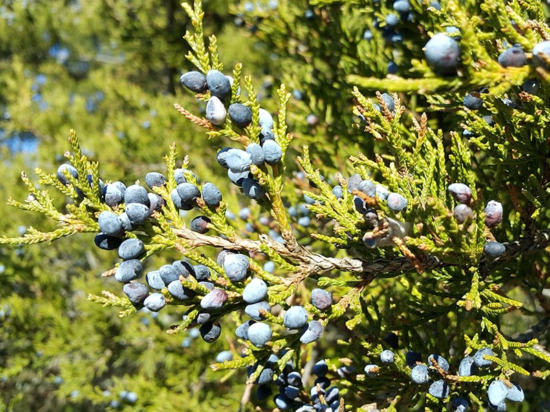 Foto Cedro (leo essencial)