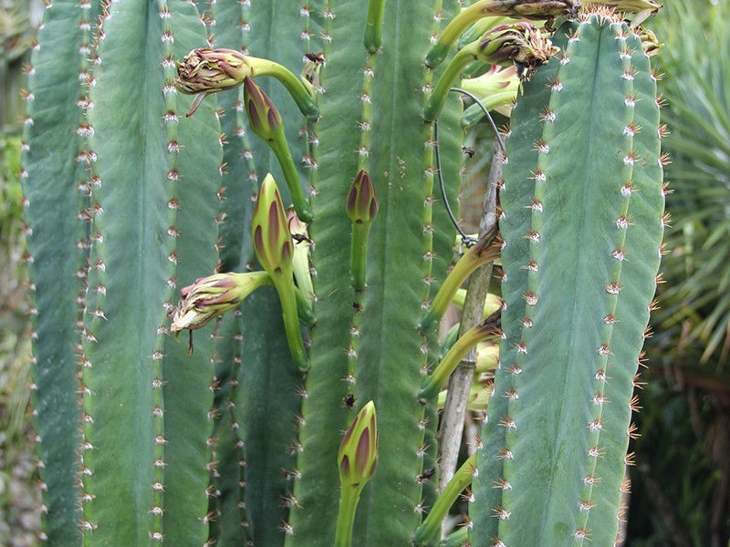 Cactus palpitações e síndromes cardíacas