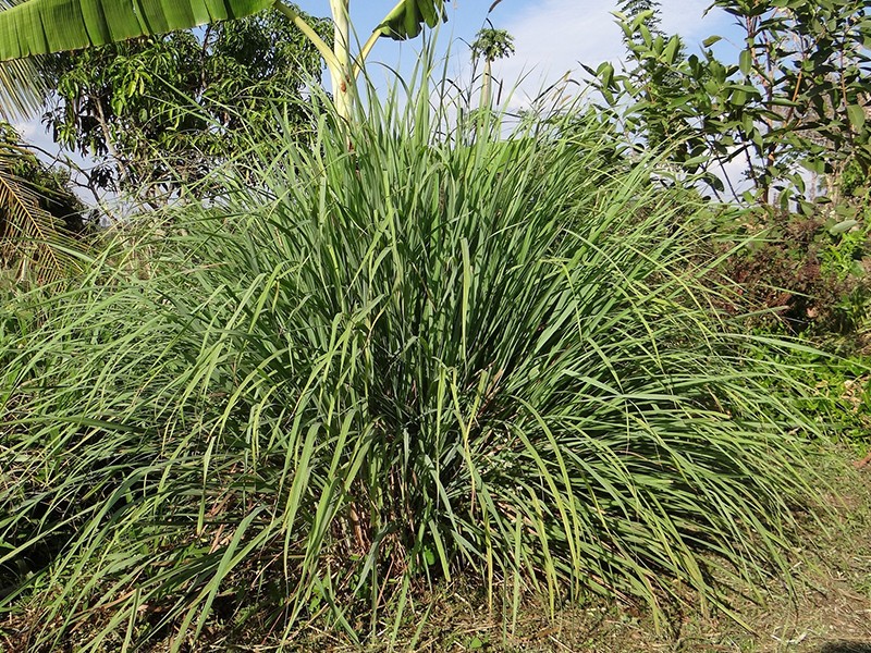 Foto Capim Limão (Lemongrass/ Capim-Cidreira)
