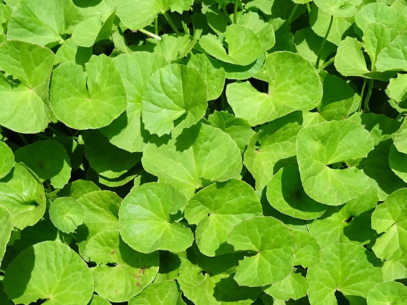 Centela / Gotu Kola (Centella asiatica). Combate celulites e ...