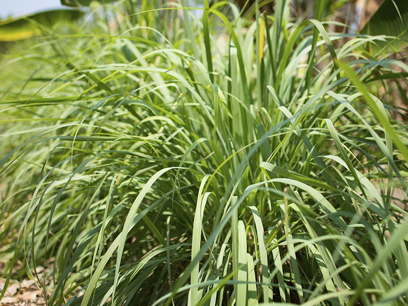 Foto Citronela (leo essencial)