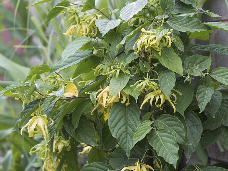 Ylang-ylang (leo essencial)