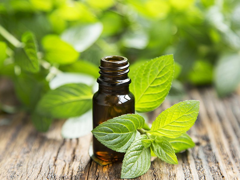 Foto Hortelã Mentha arvensis (Óleo essencial)