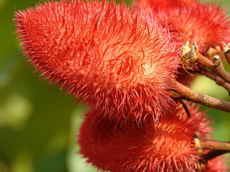 Foto Urucum